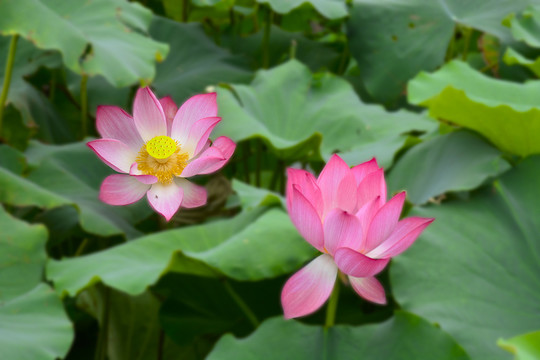 荷花荷葉