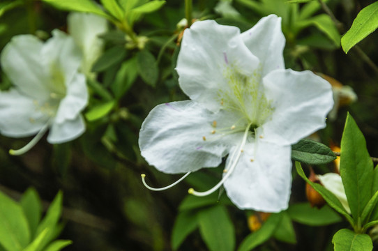 杜鵑花近攝