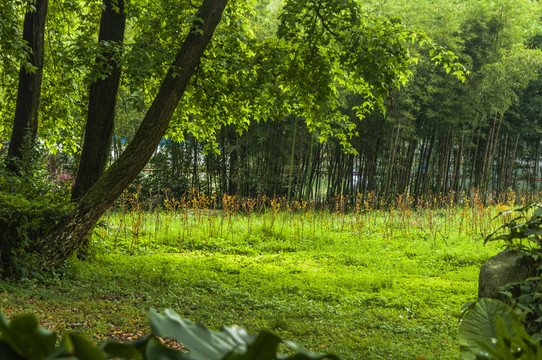 樹林小景