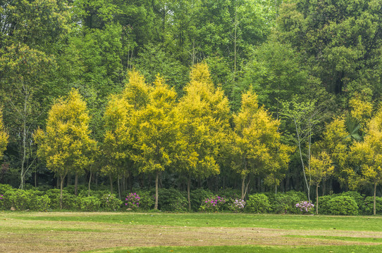 樹(shù)林小景