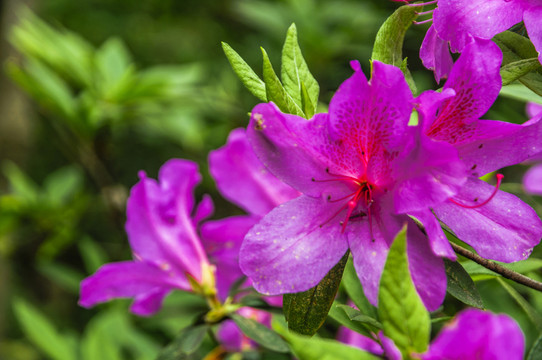 盛開(kāi)的杜鵑花