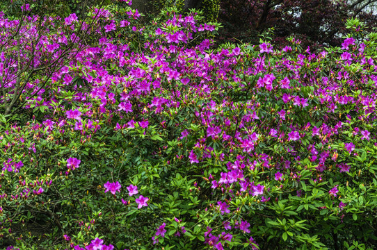 盛開(kāi)的杜鵑花
