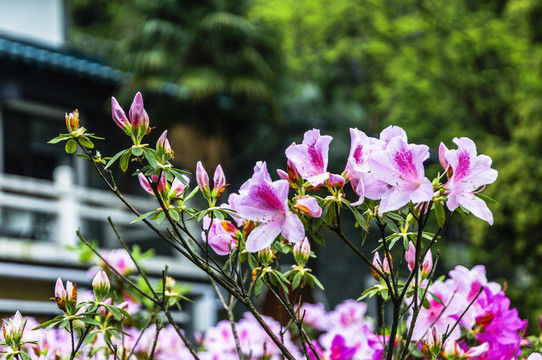 盛開(kāi)的杜鵑花