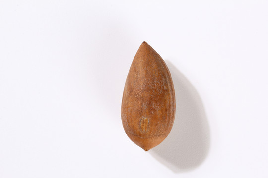 諸暨香榧堅果 食品淘寶攝影