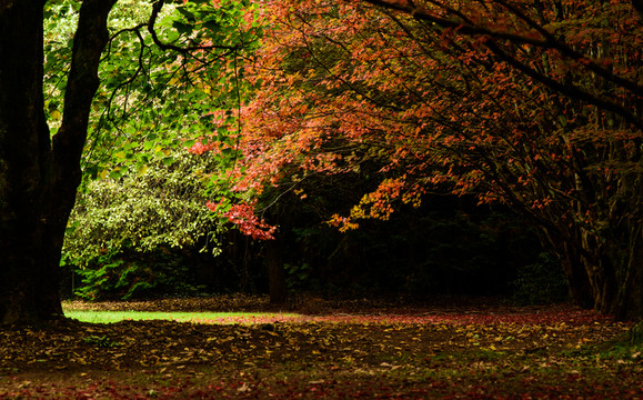 紅楓樹林