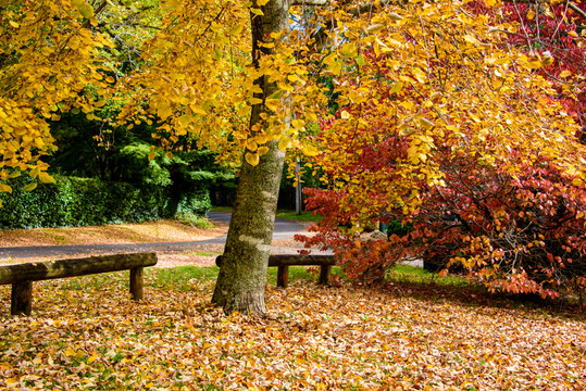 郊外紅葉背景