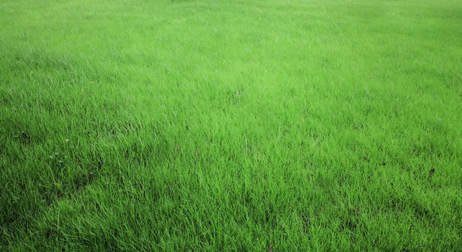 草坪草地