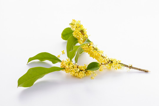 桂花