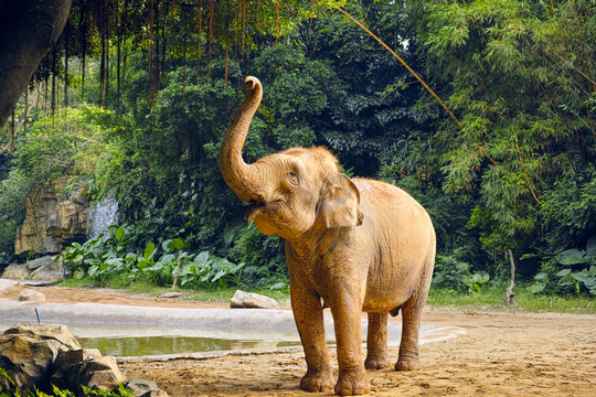 珠海長隆 象 長隆動物園