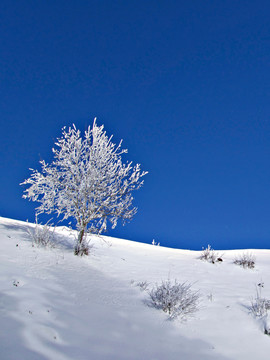 雪域高原