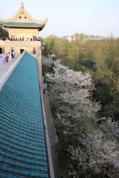 武漢大學櫻花2