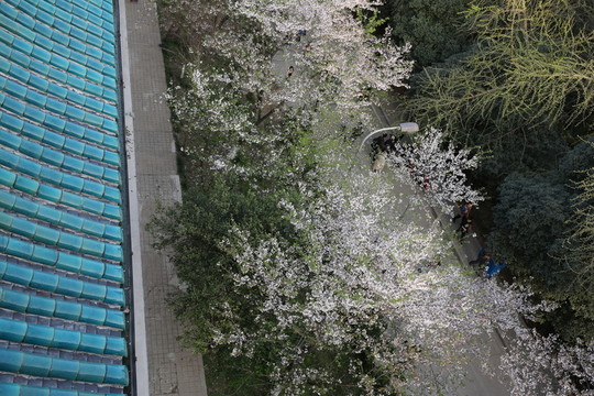 武漢大學(xué)櫻花3