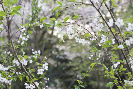 武漢大學(xué)櫻花44