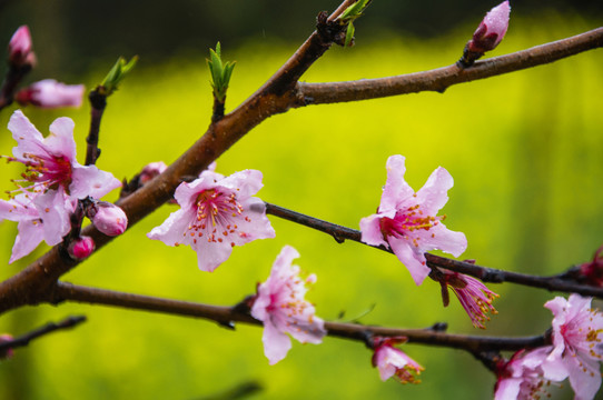 桃花近攝