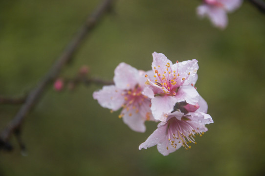 桃花近攝