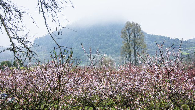 田園春色