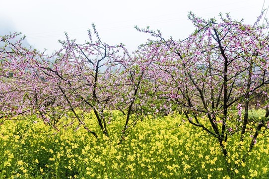 田園春色