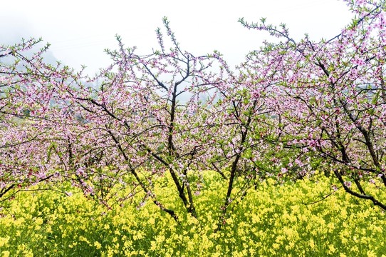 田園春色