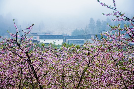 田園春色