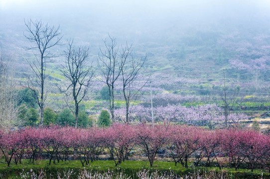 田園春色