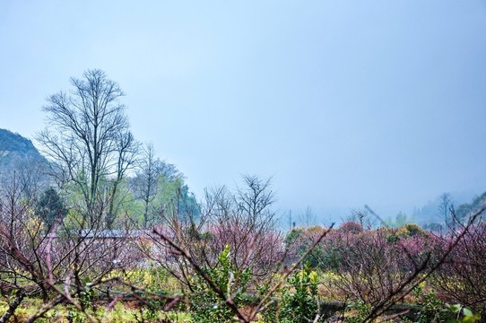 田園春色