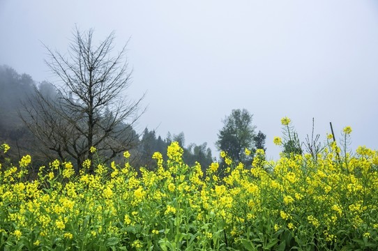 田園春色