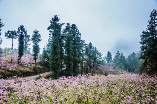 山村春色