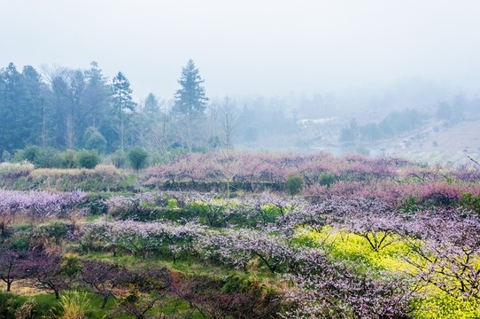 山村春色