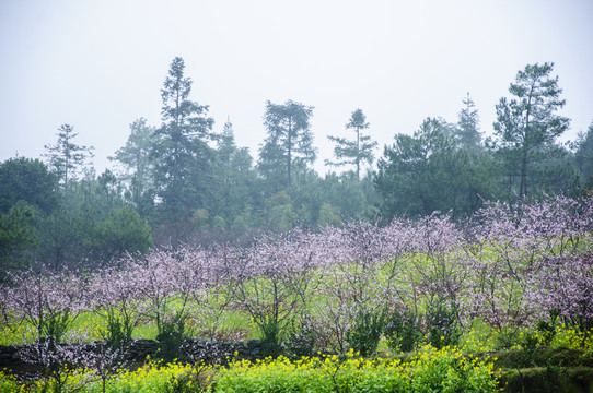 山村春色