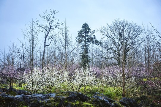 山村春色