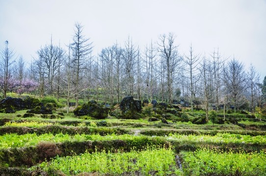 山村春色