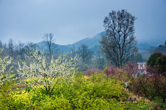 山村早春