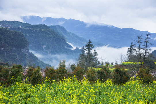 霧色山野