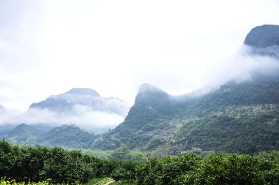 霧色山野