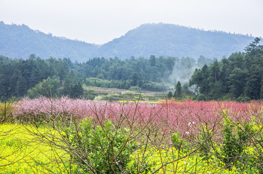 春色田野