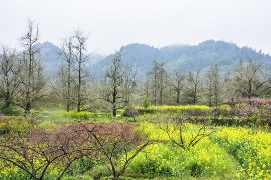 春色田野