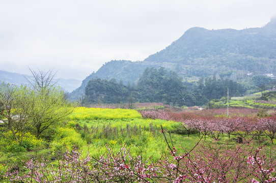 春色田野