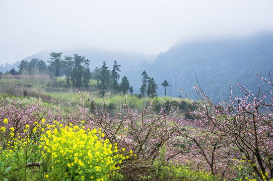 春色田野