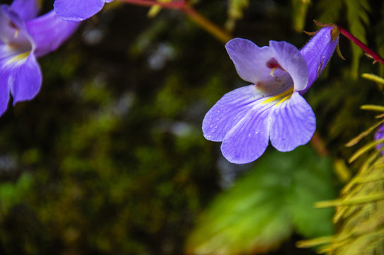 螞蟥七花