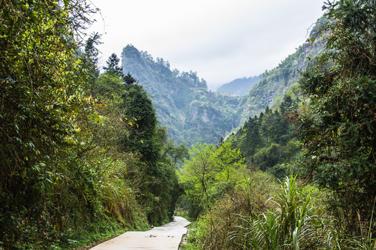 山路彎彎