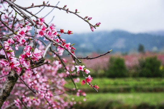 桃花盛開