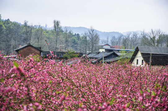 春色田野
