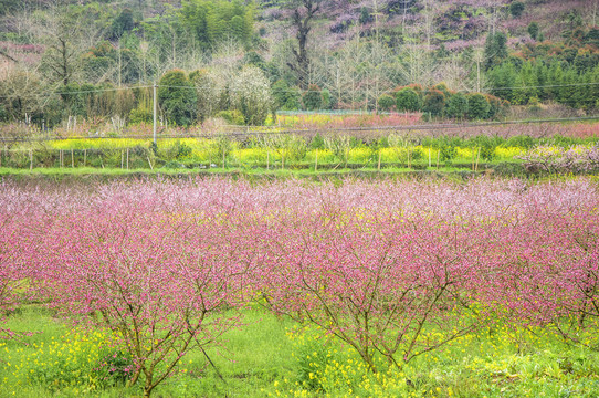 春色田野