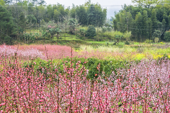春色田野