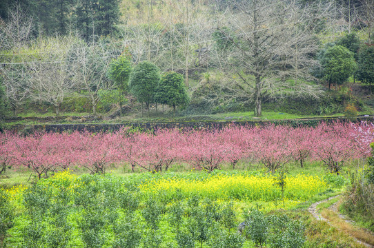 春色田野