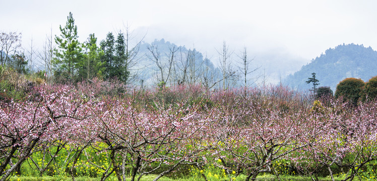 春色田野