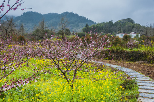 鄉(xiāng)村小道