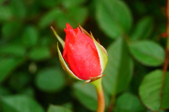 月季花