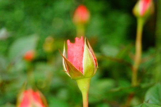 月季花