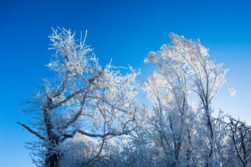 冬日雪景